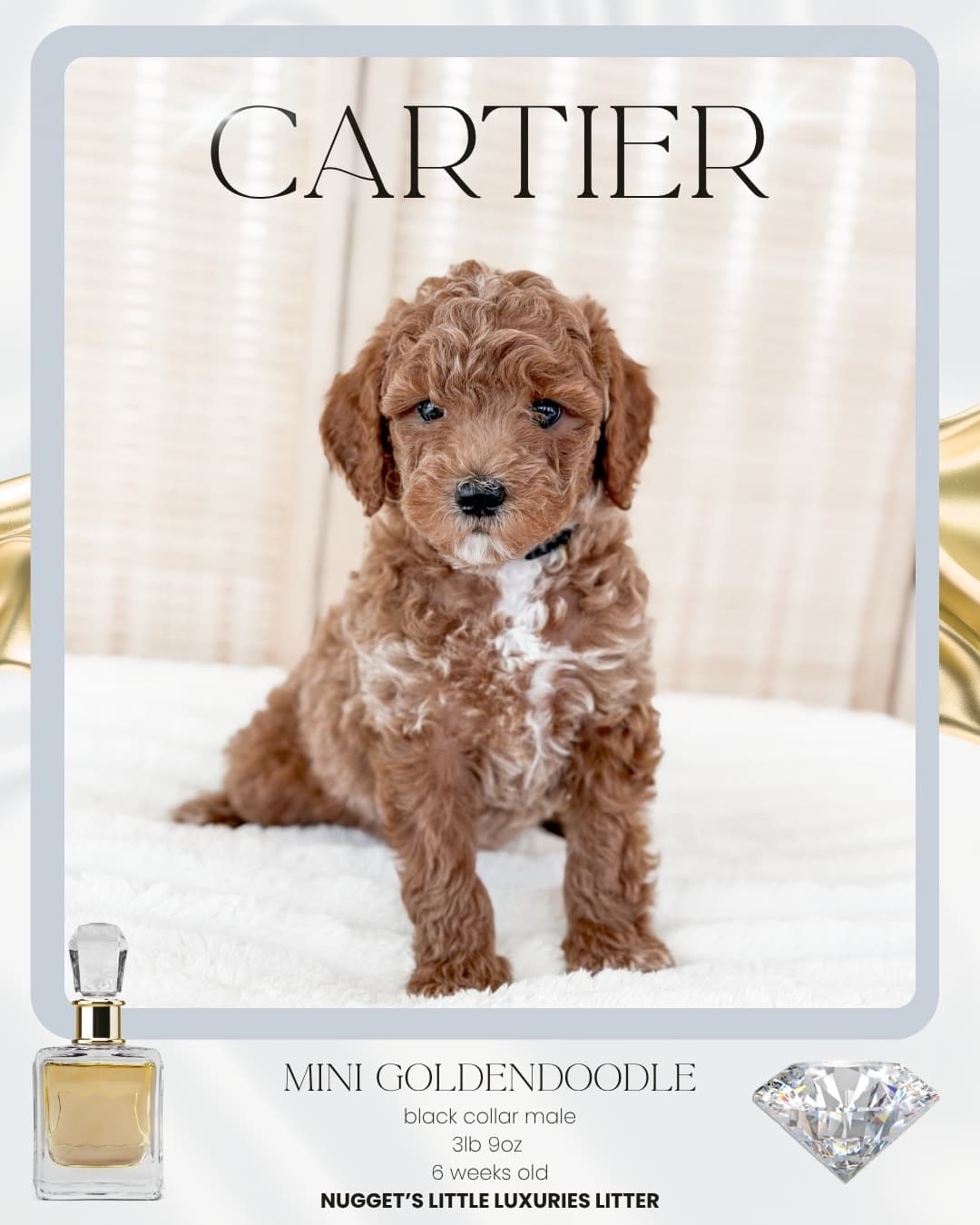 Cartier, Mini Goldendoodle puppy from Wilder Doodles in Wilder, Idaho