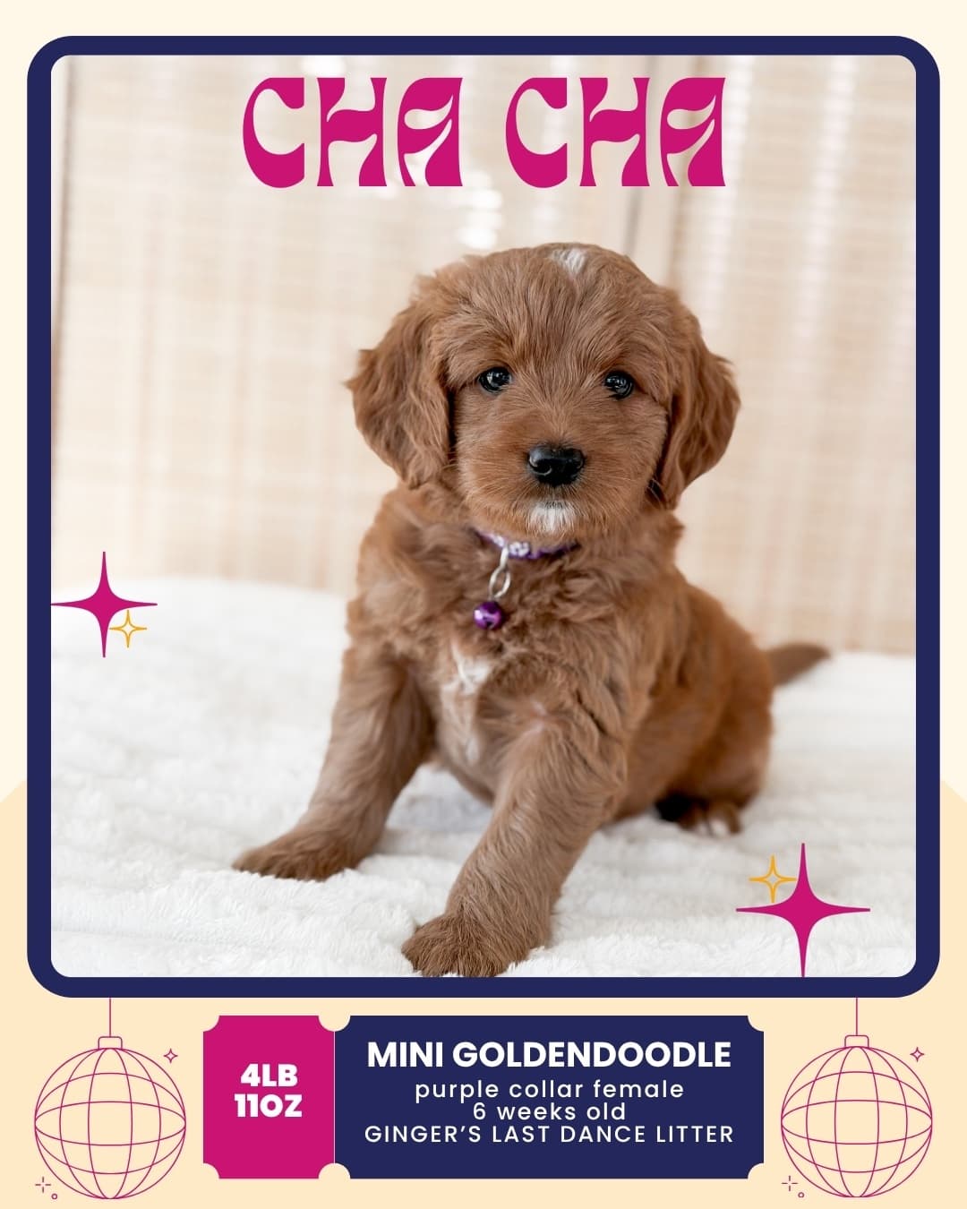 Cha Cha, Mini Goldendoodle puppy from Wilder Doodles in Wilder, Idaho