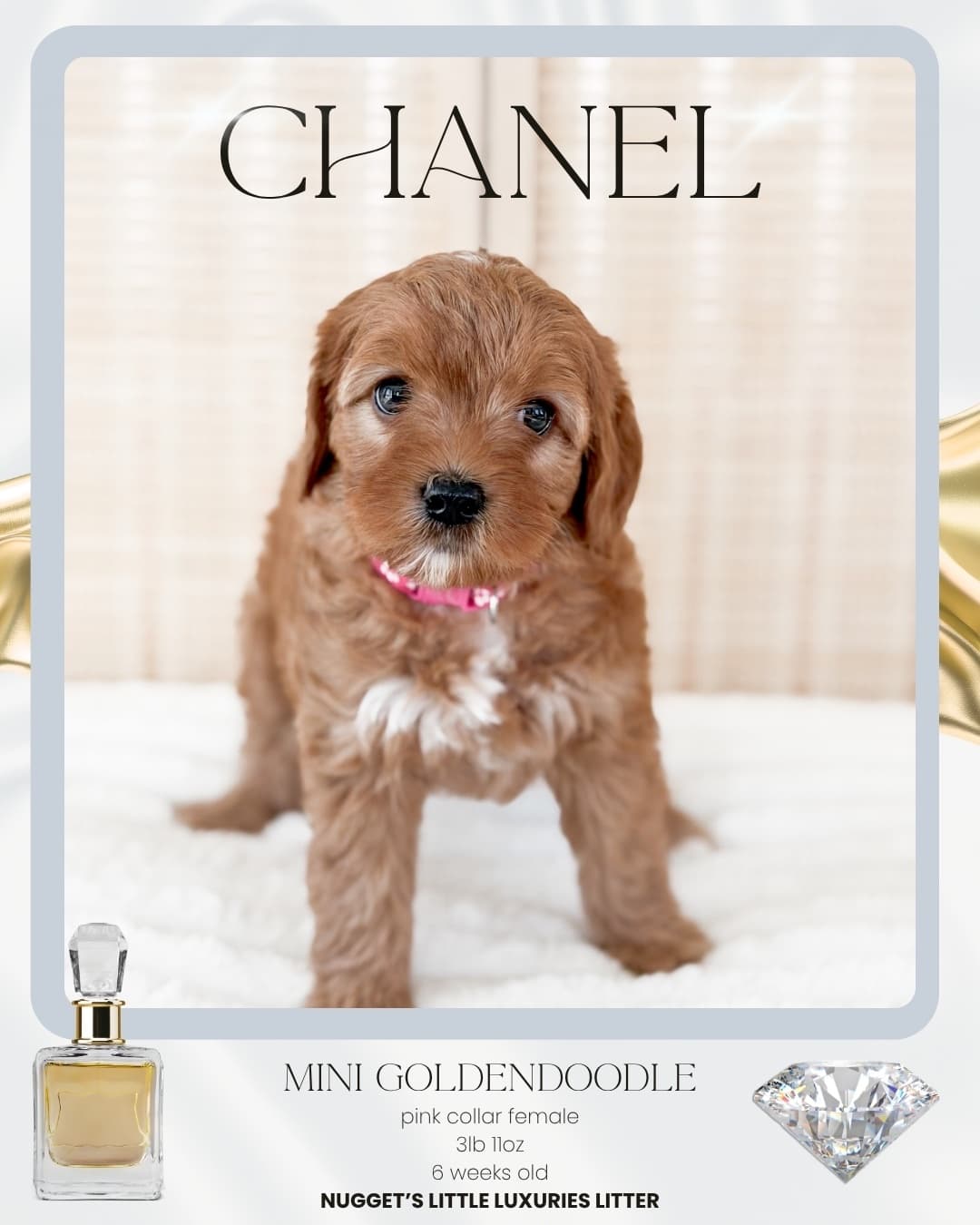 Chanel, Mini Goldendoodle puppy from Wilder Doodles in Wilder, Idaho