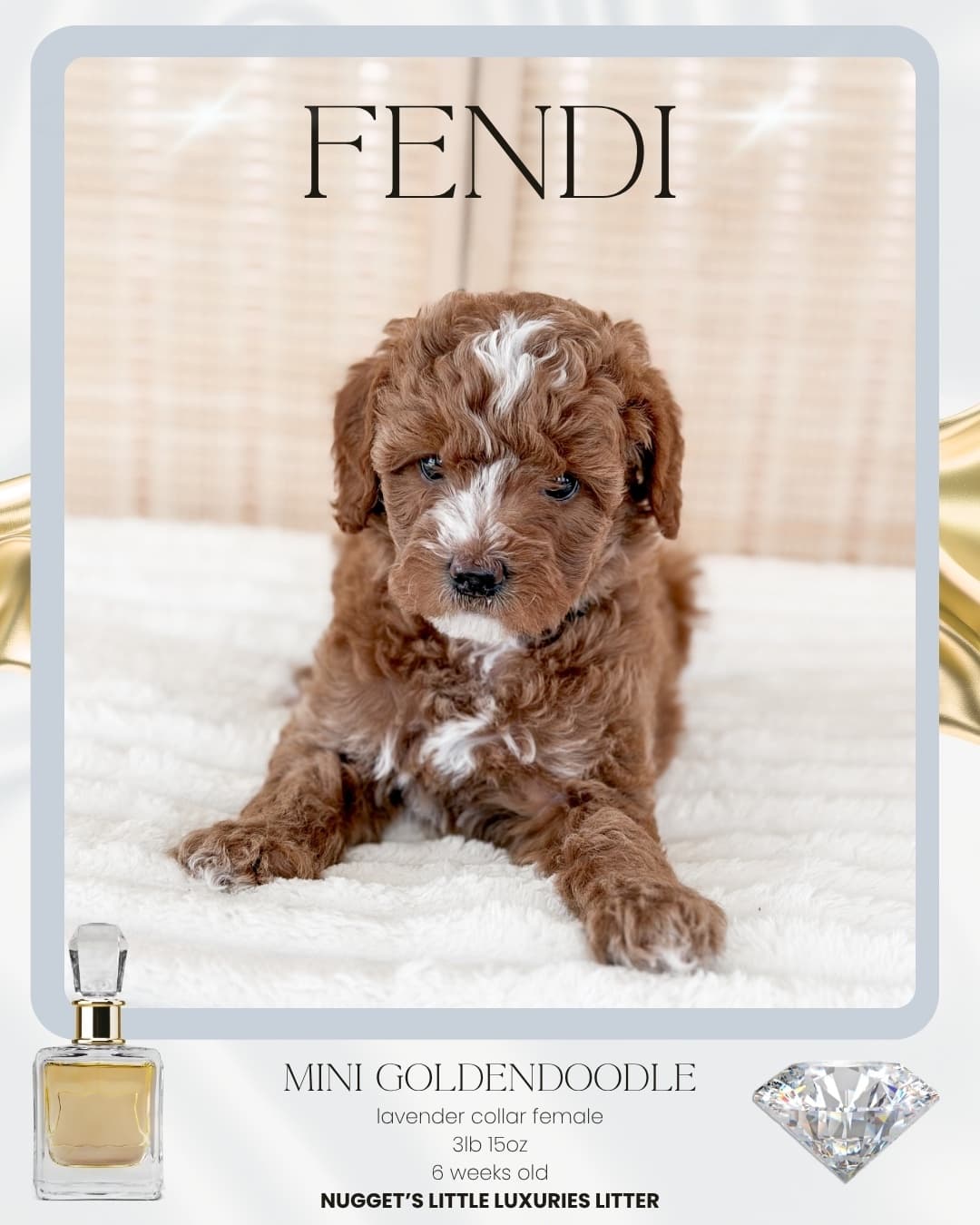 Fendi, Mini Goldendoodle puppy from Wilder Doodles in Wilder, Idaho