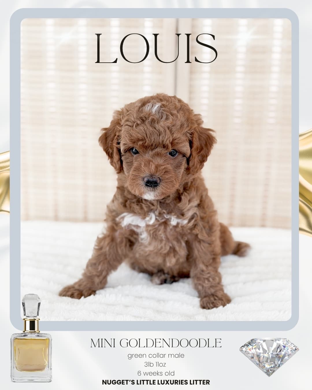 Louis, Mini Goldendoodle puppy from Wilder Doodles in Wilder, Idaho