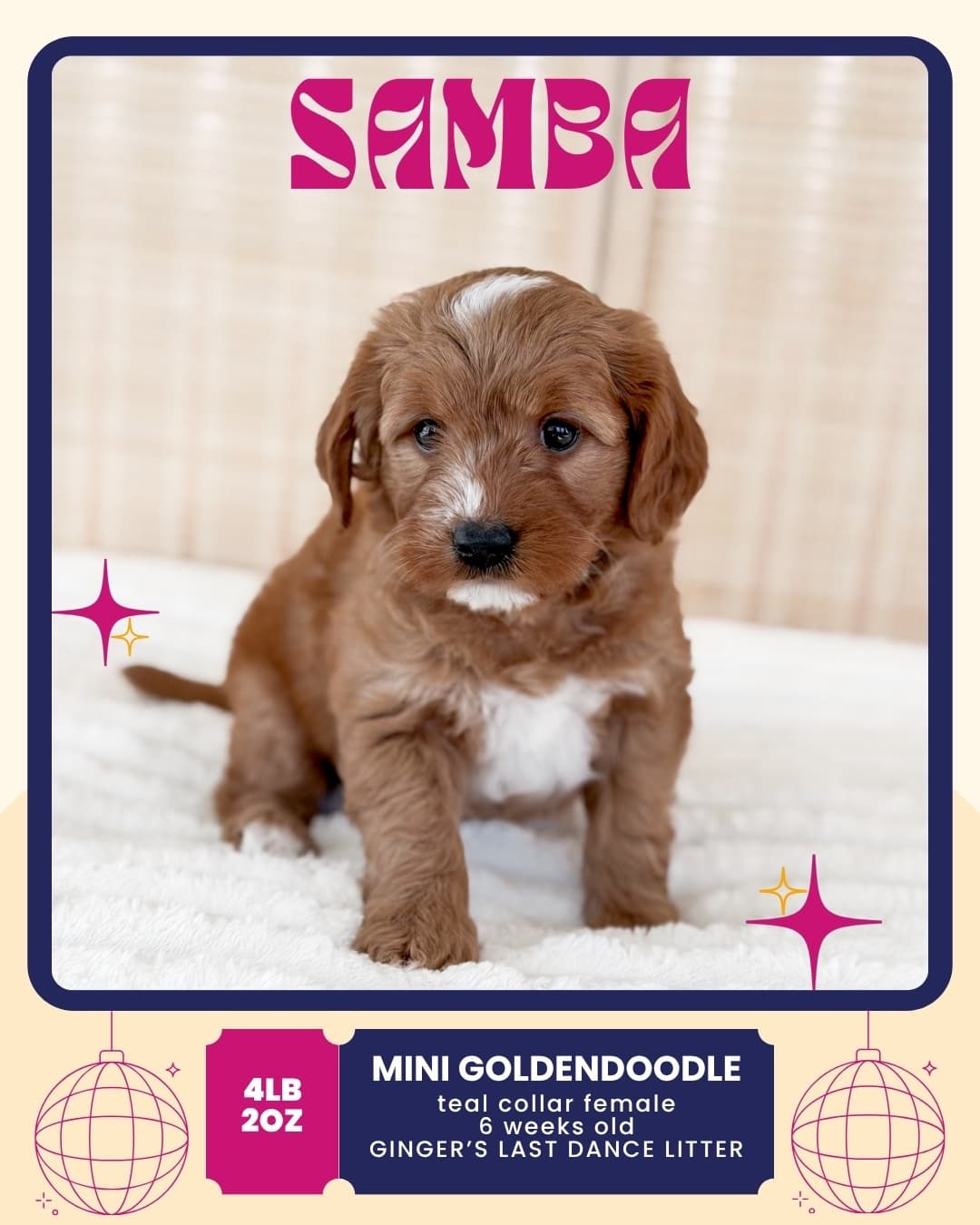 Samba, Mini Goldendoodle puppy from Wilder Doodles in Wilder, Idaho