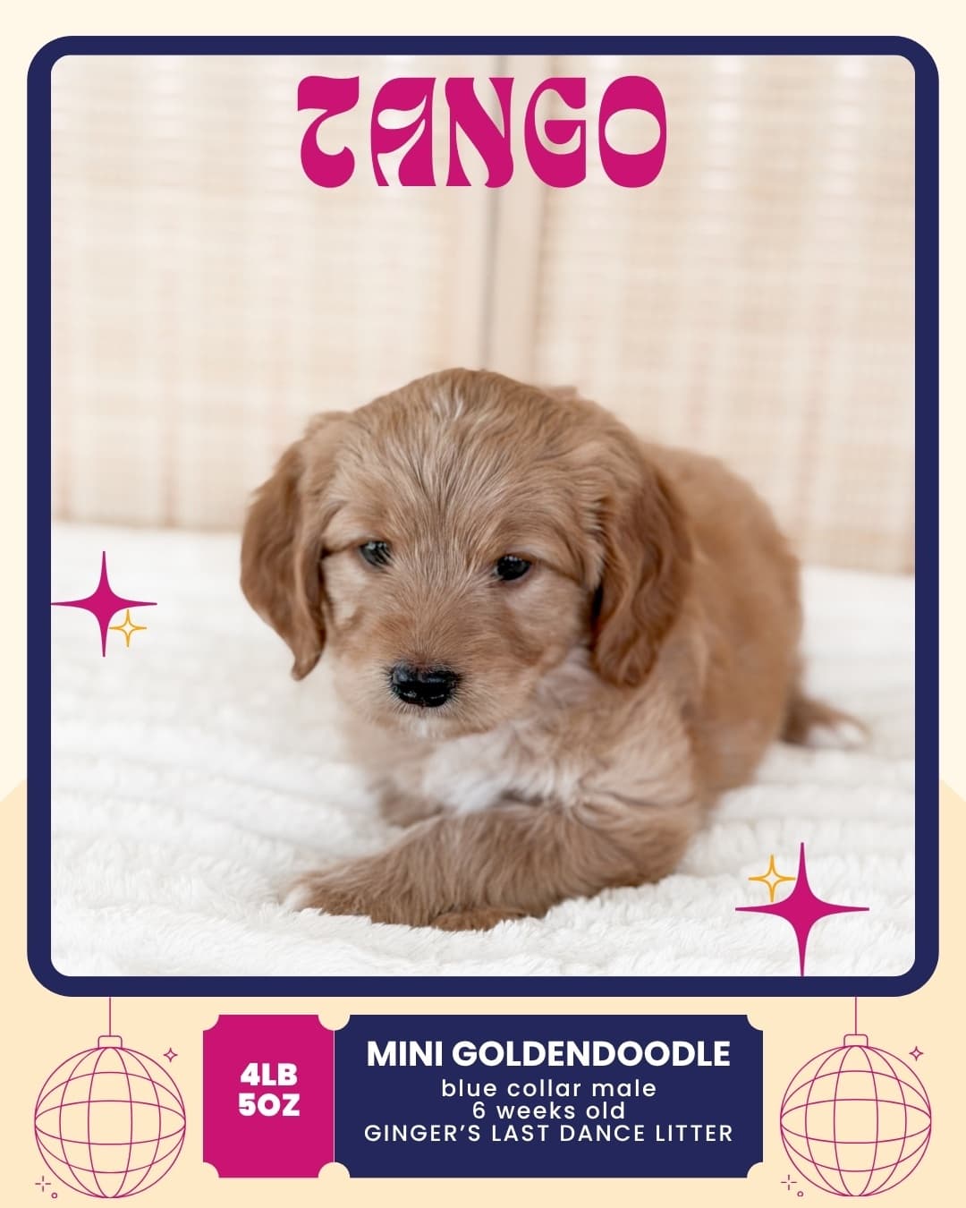 Tango, Mini Goldendoodle puppy from Wilder Doodles in Wilder, Idaho