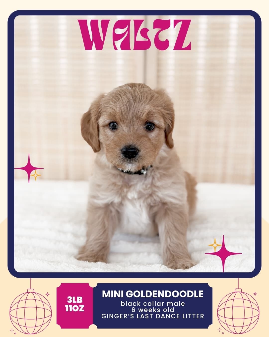 Waltz, Mini Goldendoodle puppy from Wilder Doodles in Wilder, Idaho
